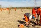 LA RED DE ALIANZAS ESTRATÉGICAS PARA LA FORESTACIÓN SUMA 4.700 ÁRBOLES YA PLANTADOS