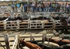 INSÓLITO: QUEJA DE PRODUCTORES DE CARNE PORQUE SUBE POCO